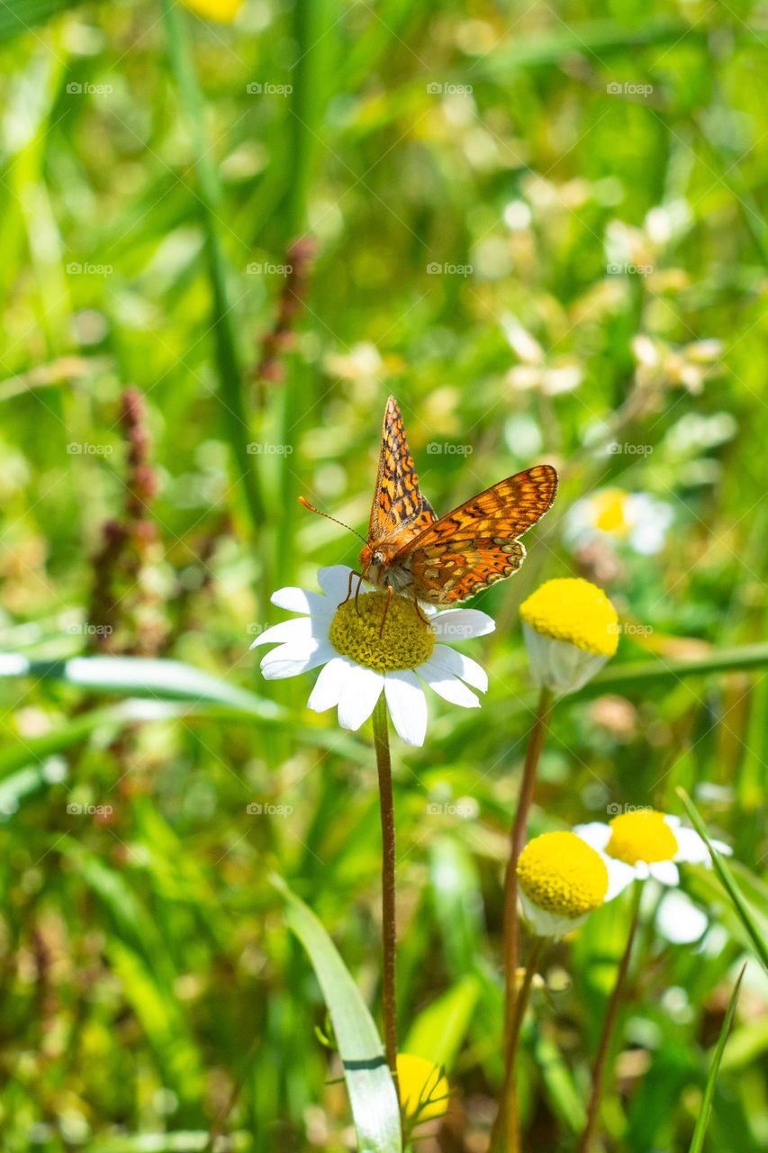 beautiful butterfly