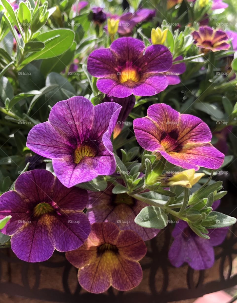 Purple and yellow petunias 