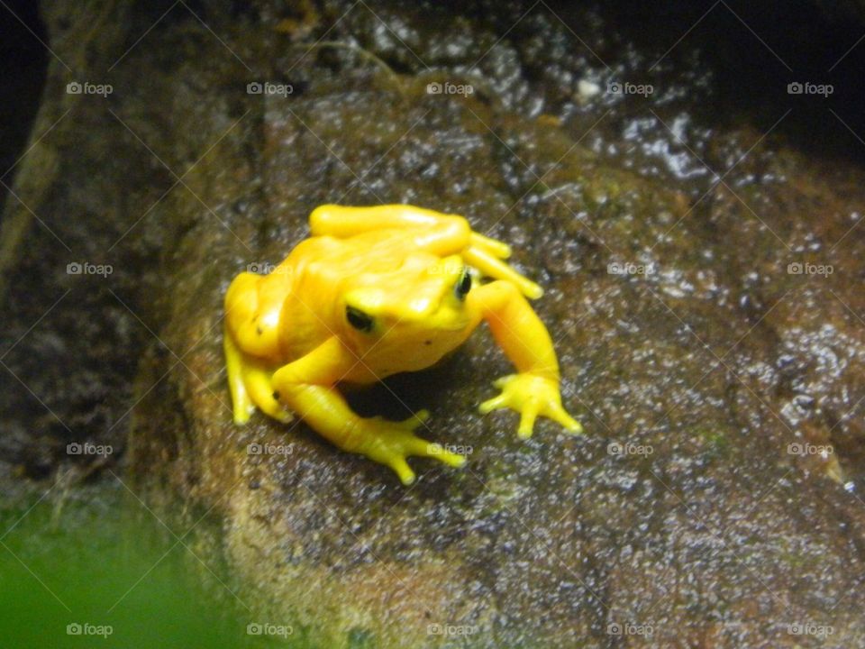 Yellow frog 