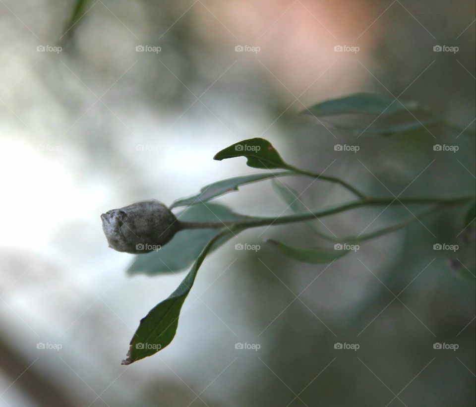 leaves in the mist