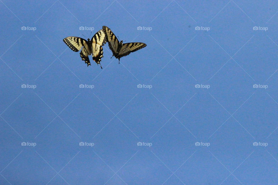 Eastern Swallowtail butterflies dancing together under blue skies!