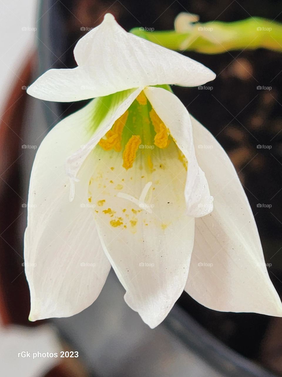 developing white petals