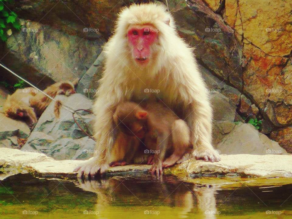 Mother and Baby Snow Monkey at Pool in Nagano, Japan