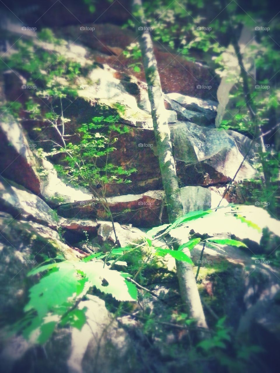 rock trails