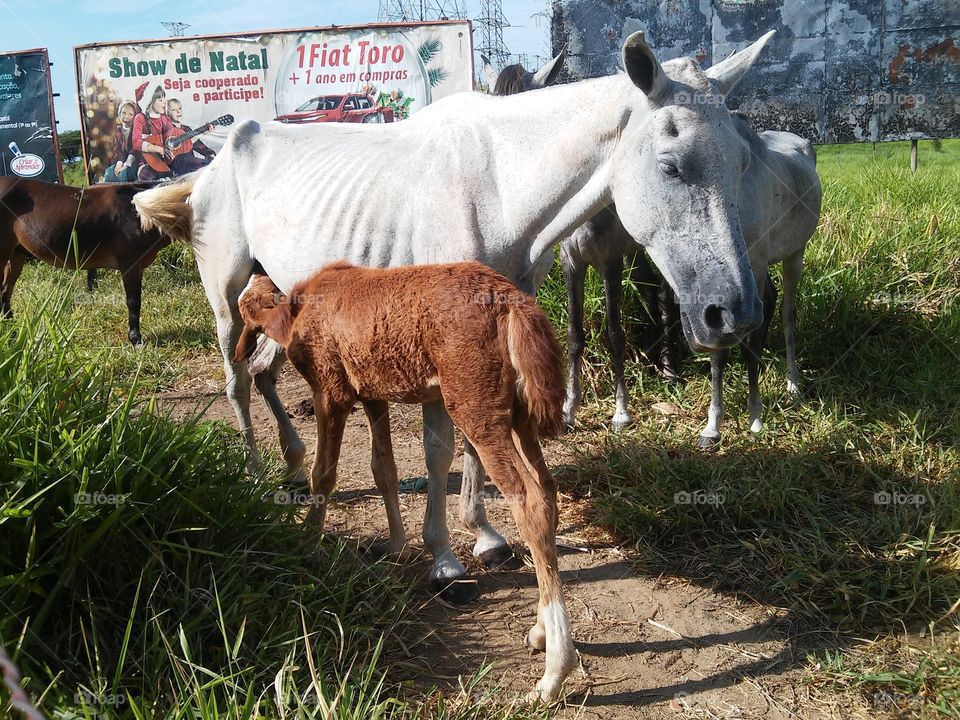 Baby animals