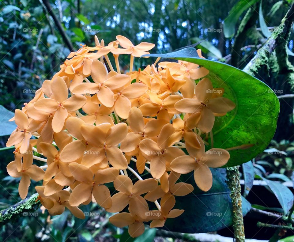 At Hawaii Tropical Botanical Garden