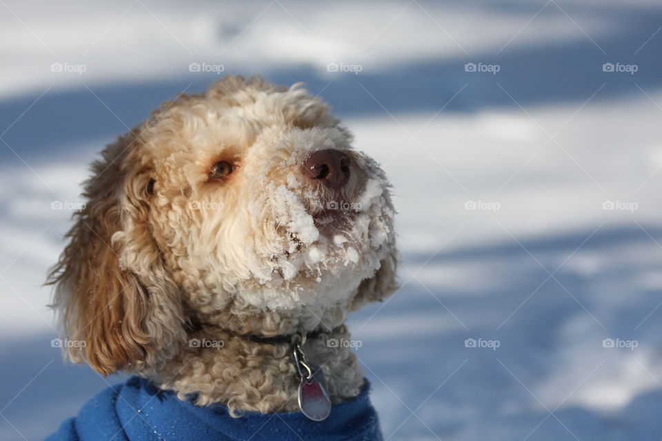 Snowy Dog Face