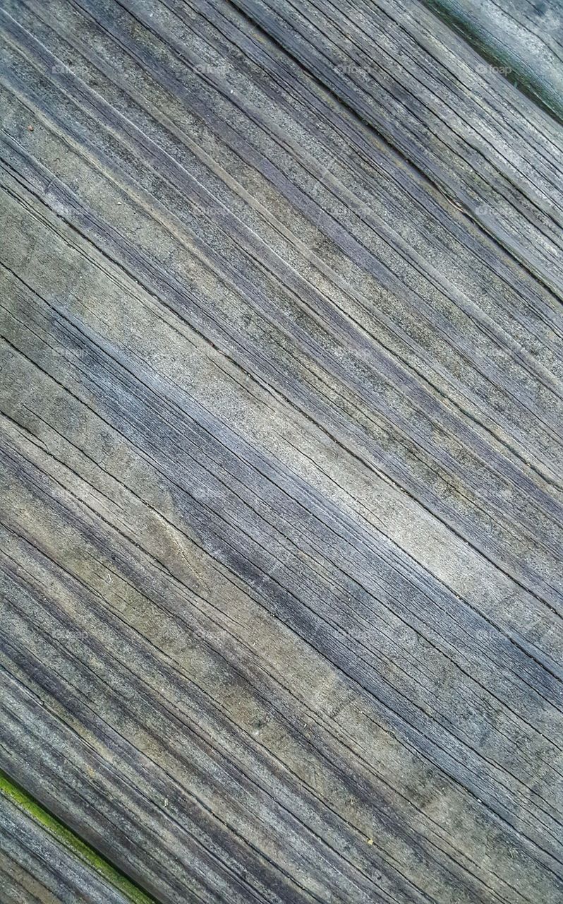 A different perspective of a very familiar space. This is a close up photo of a walking path in Baltimore MD. This path takes people and pets on a beautiful walk through the woods to Paw Point Park at Lake Roland.