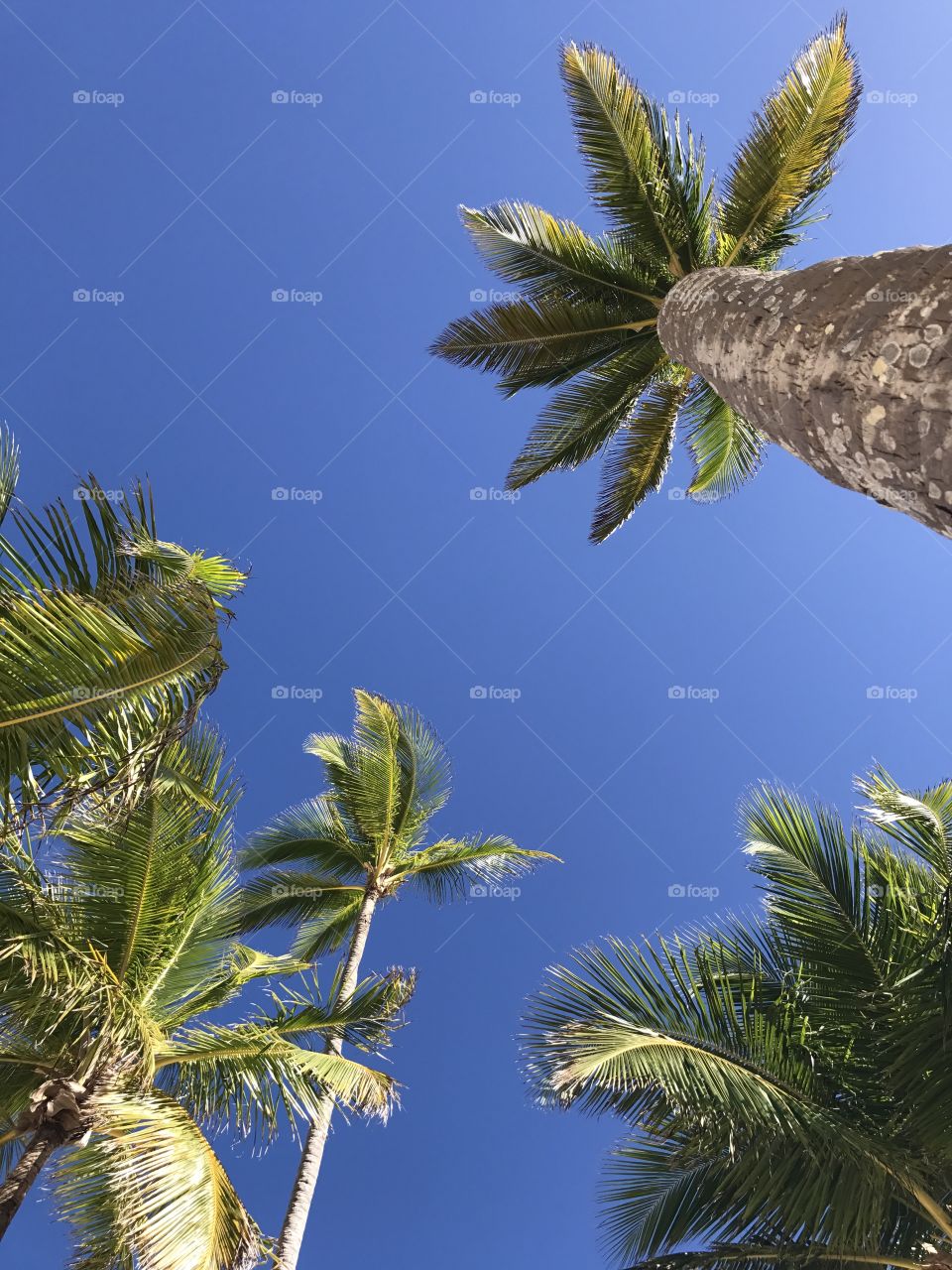 Amazing palm trees