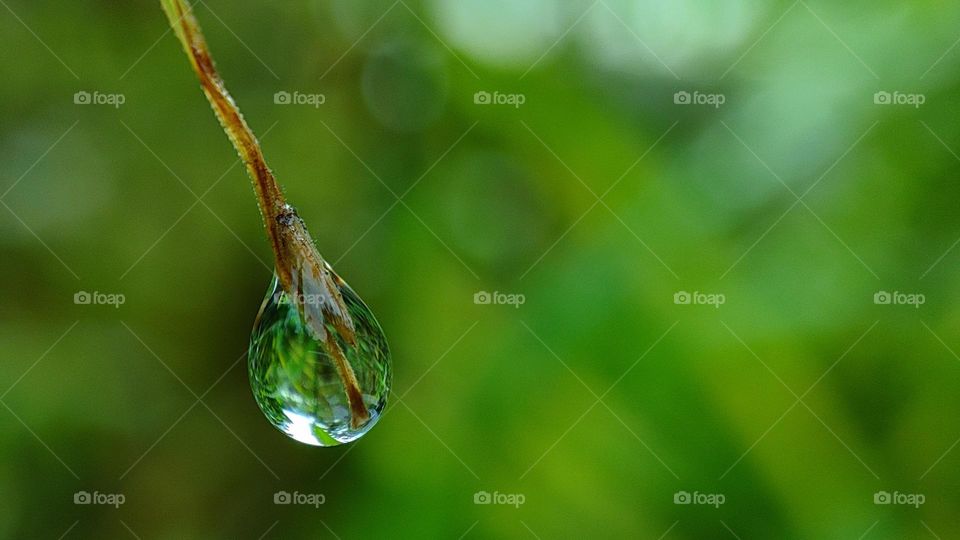Water drop hanging on a grass tip