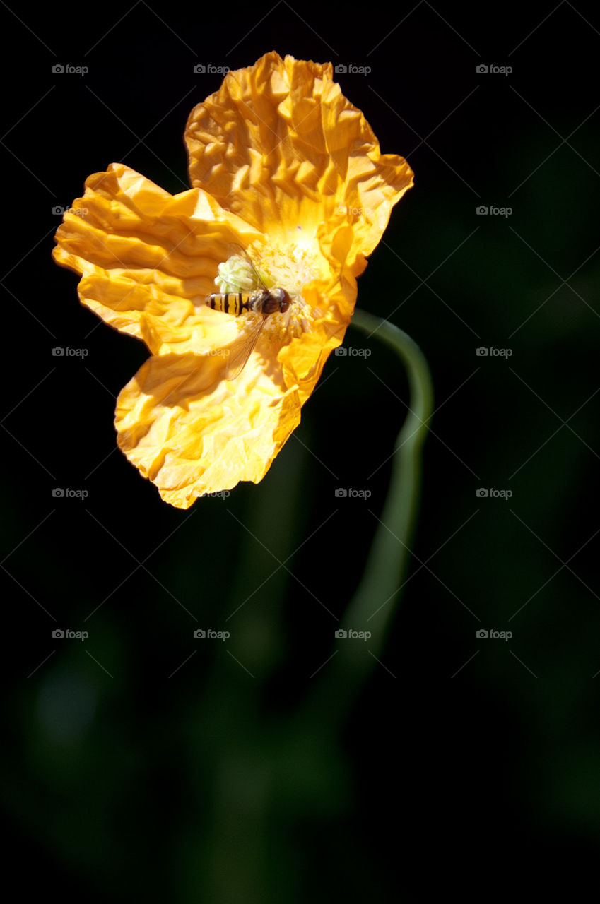 Yellow flower