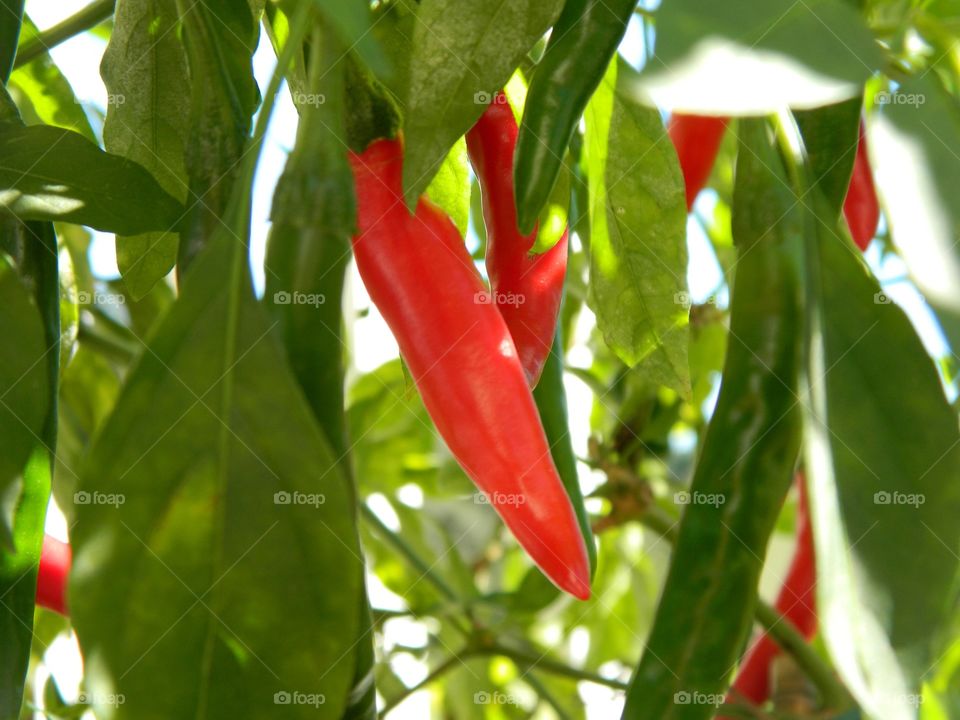 red chilies in the garden