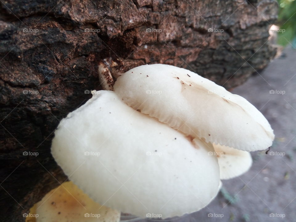 Fungus, Mushroom, No Person, Nature, Wood