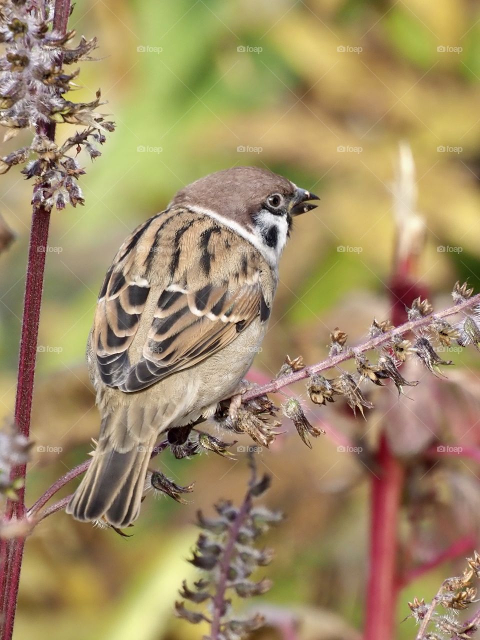 Sparrow