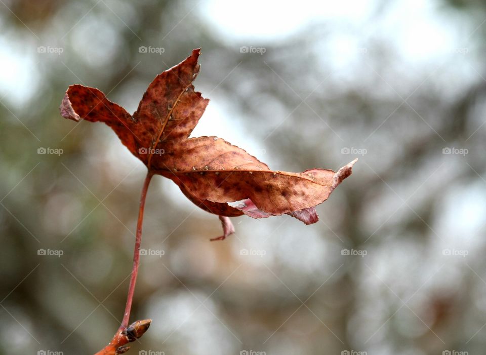 leaf reaching out in different directions.