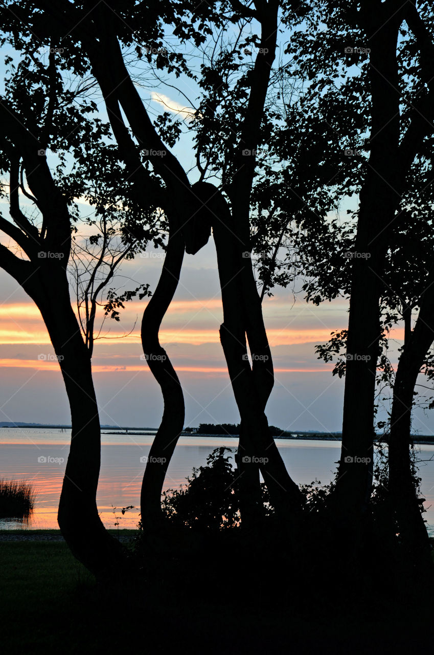 Sunset Through Tress