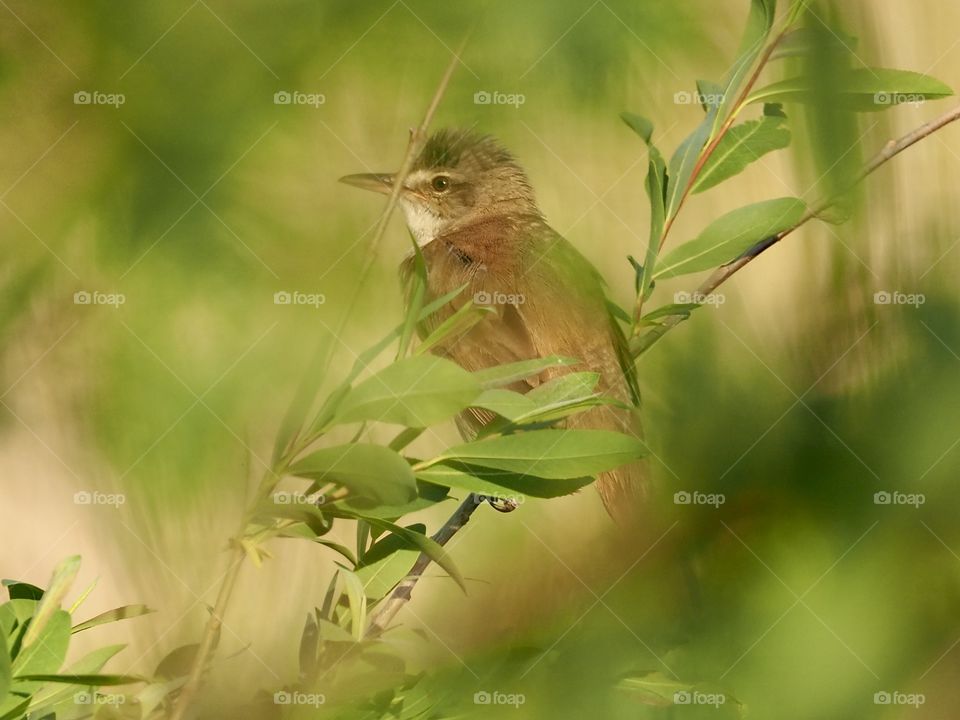 Great reed warbler