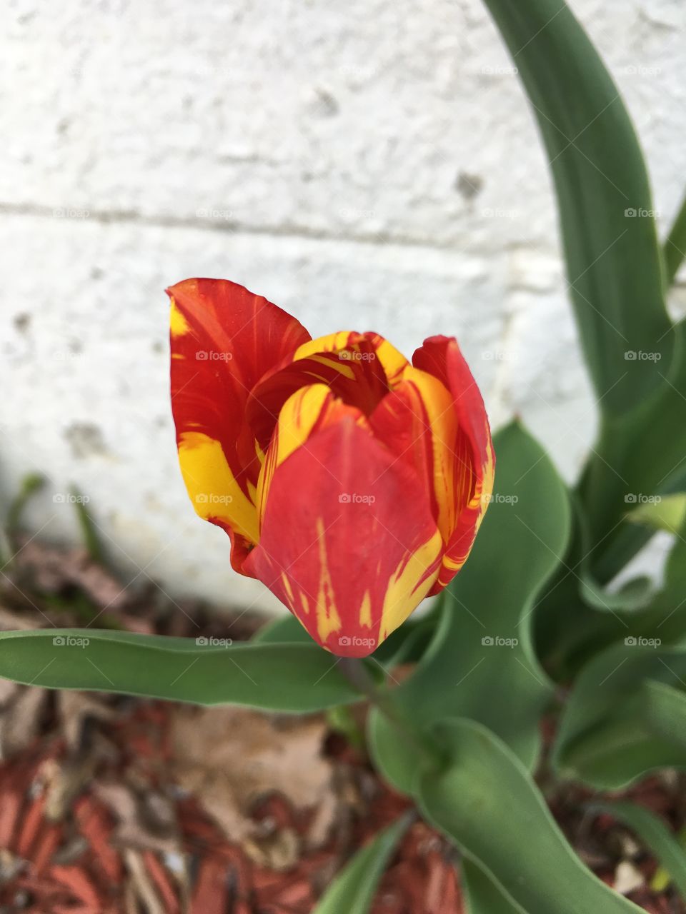 Nature, Flower, No Person, Tulip, Flora
