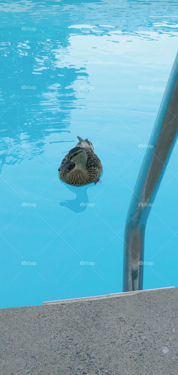 Duck in the pool!!