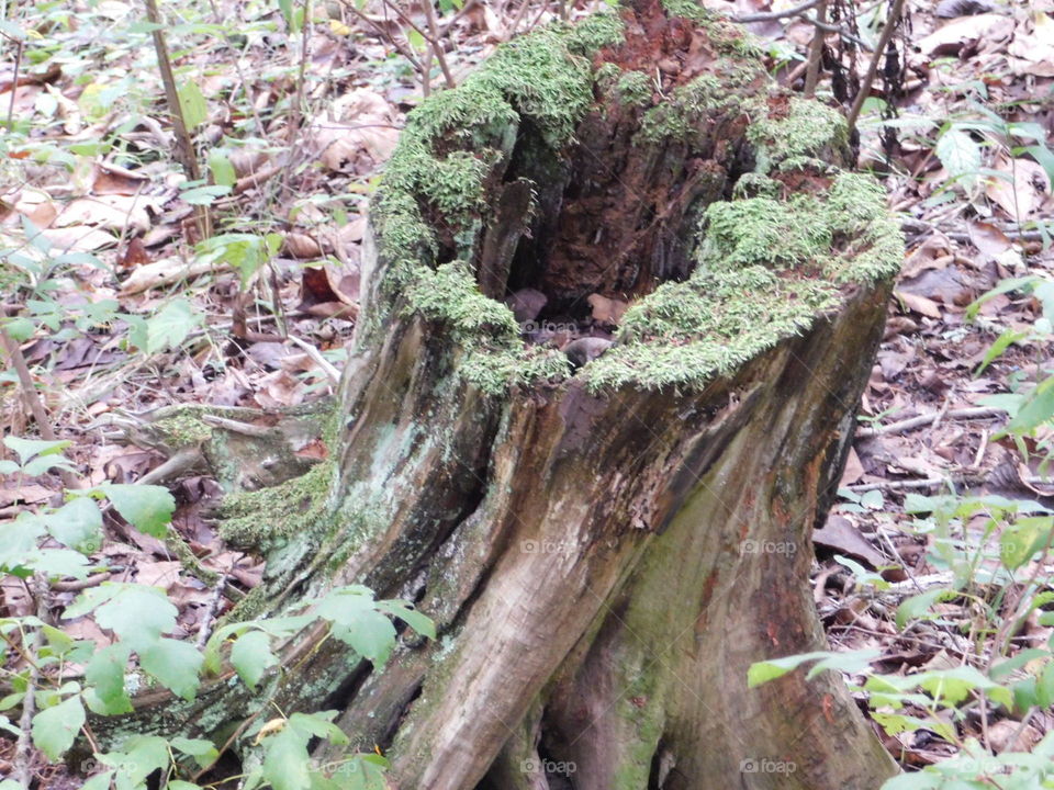 Tree Stump