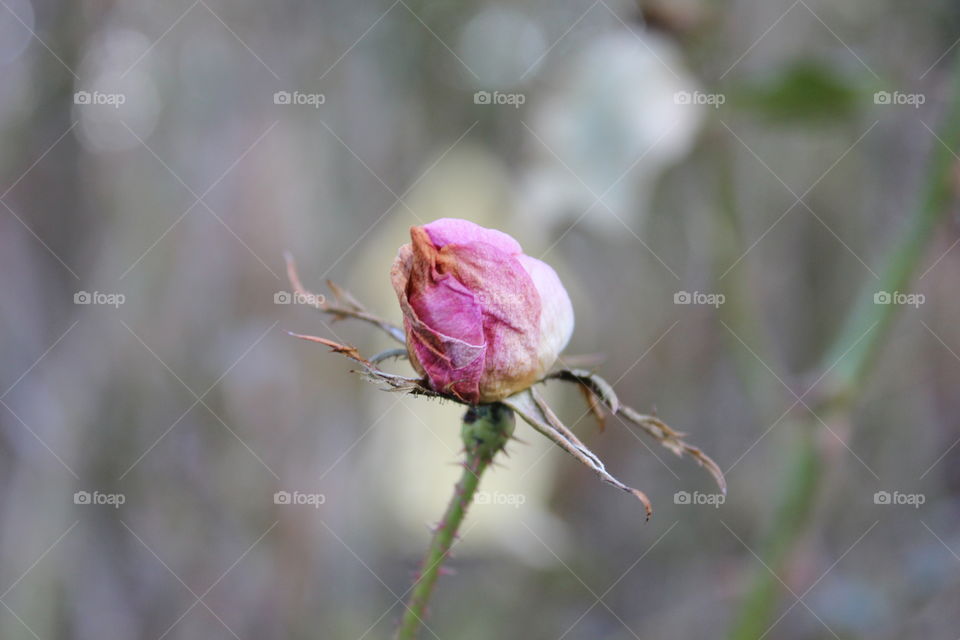 Close-up of pink colour bud