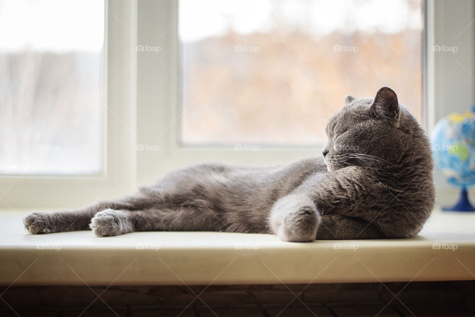 Cat lying on window