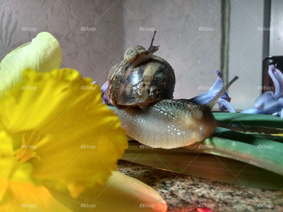 two snail