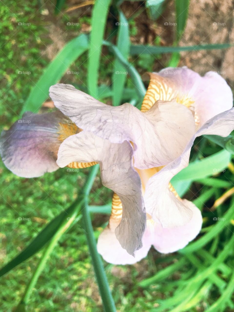 Iris