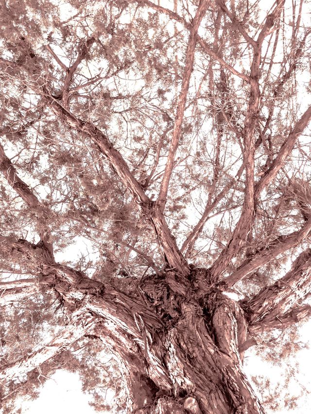 Big old tree