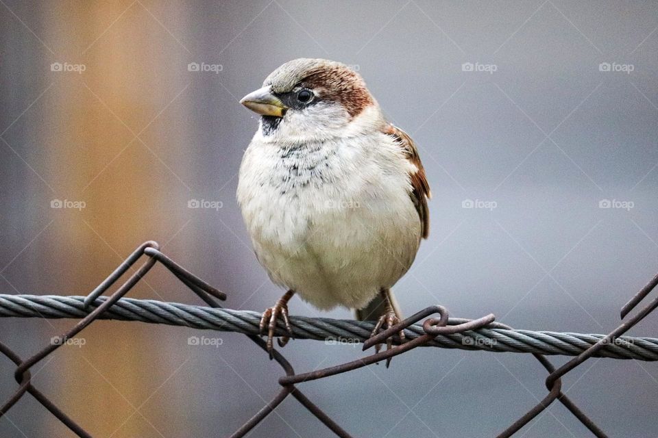 A sparrow on a wire fence