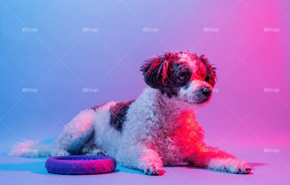 cute dog in neon lights