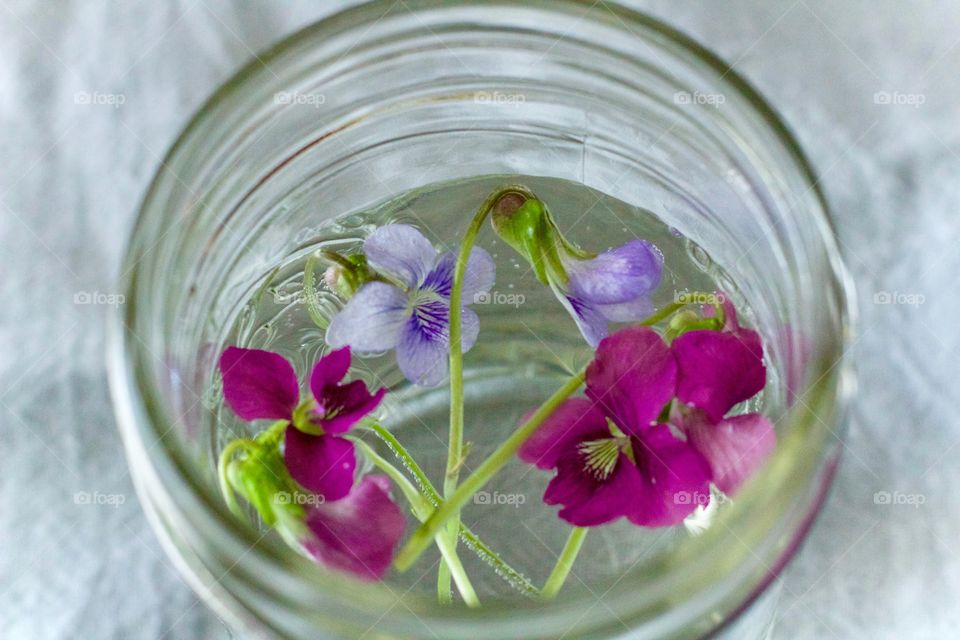 Little wild violets floating in water in a mason jar on white cotton fabric