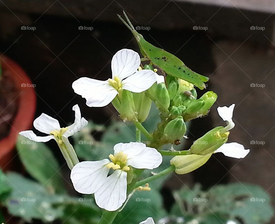 flower and grass hooper