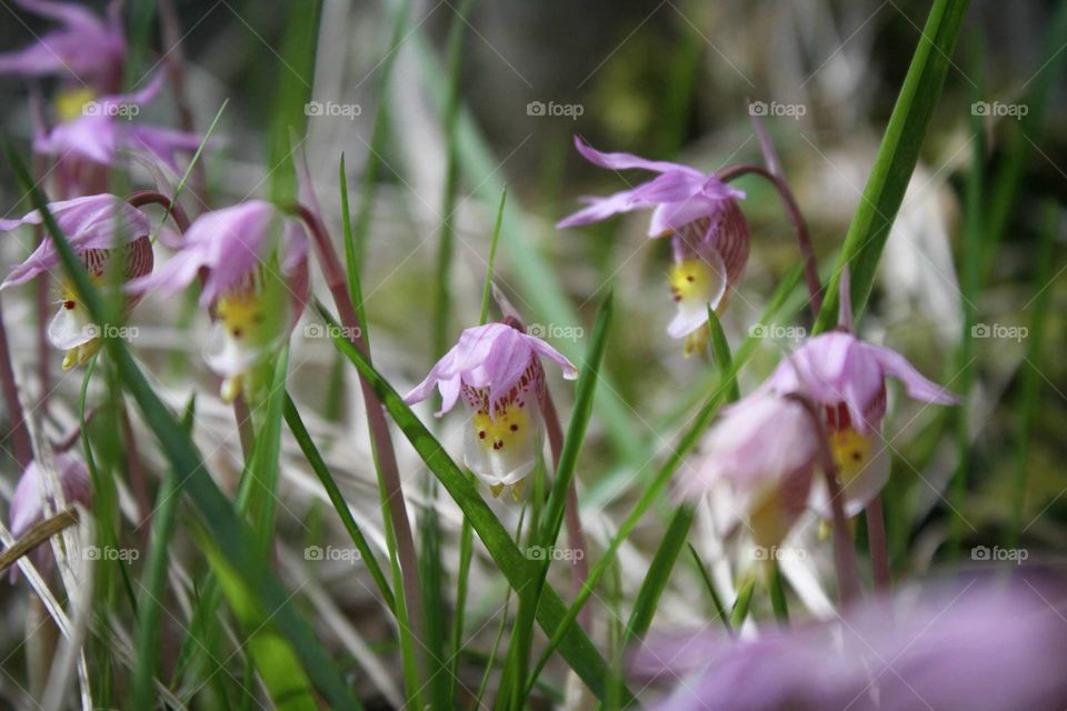 Mountain flowers. Flowers photographed in the Rocky Mountains of Banff, Alberta, Canada