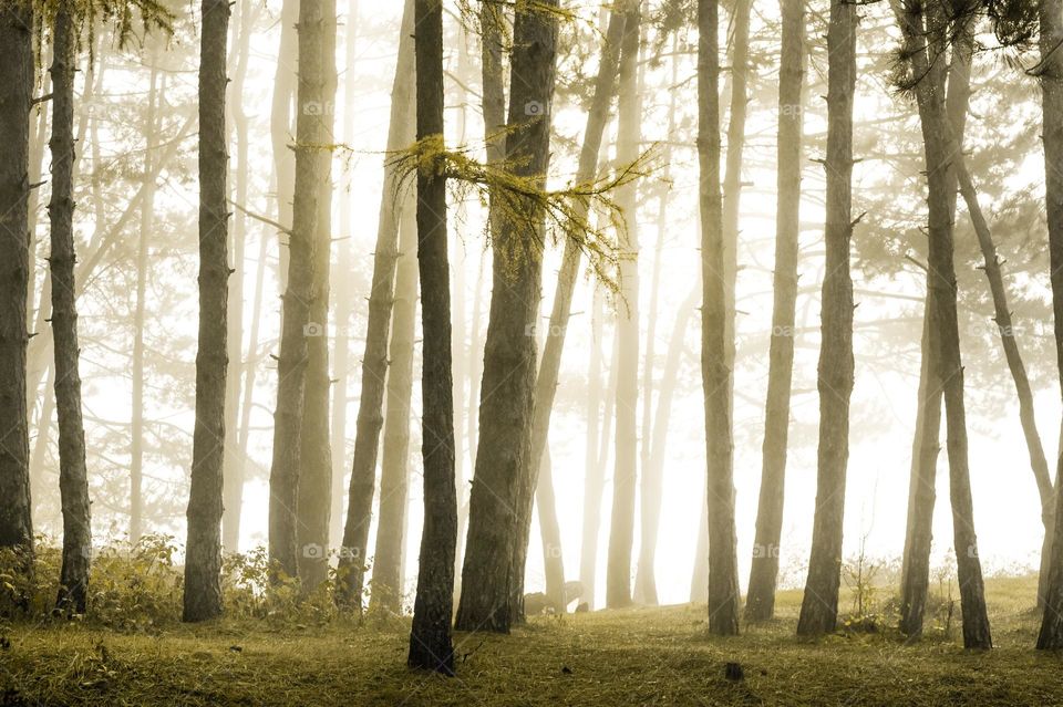 Trees in forest during foggy weather