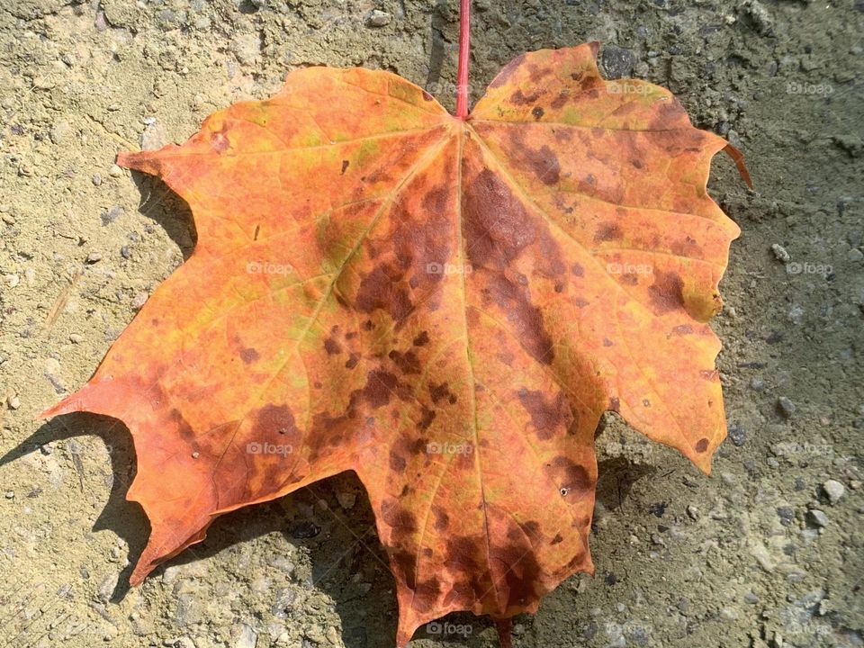 Single fall leaf 