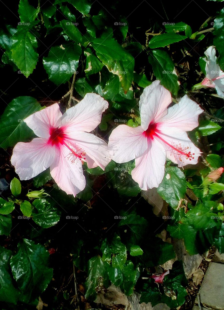 Two blooming pink exotic Hibiscus flowers hanging in green bush in perfect
symmetry in sunny day