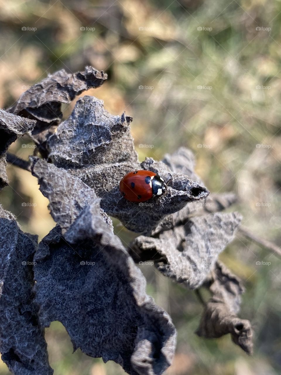 Ladybug 🐞📸