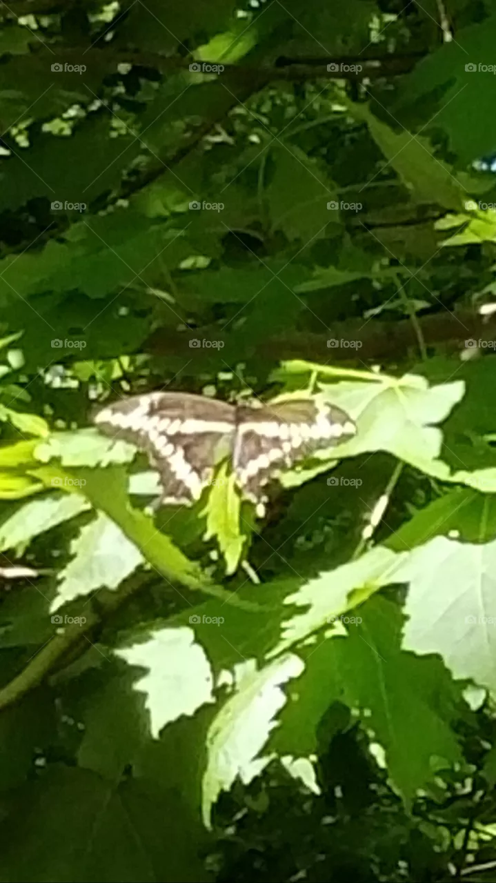 Small creatures