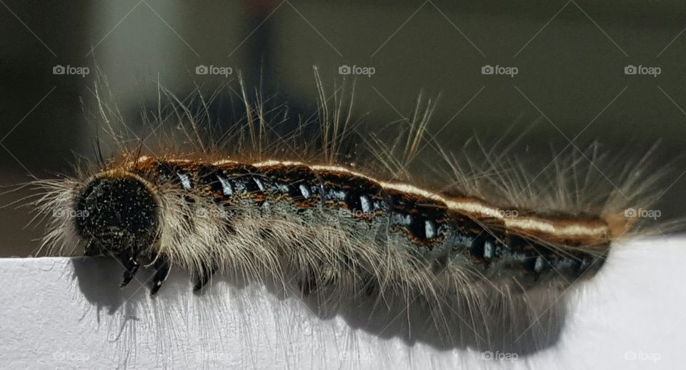 Hairy caterpillar