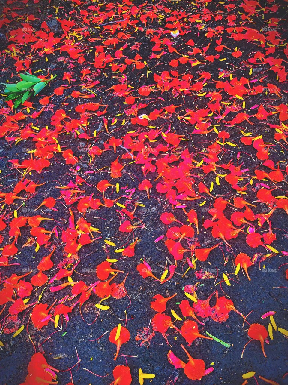 Rot of Gulmohar flowers