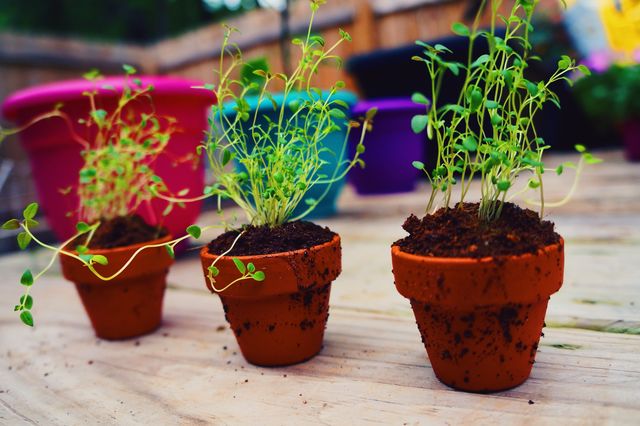 Thyme