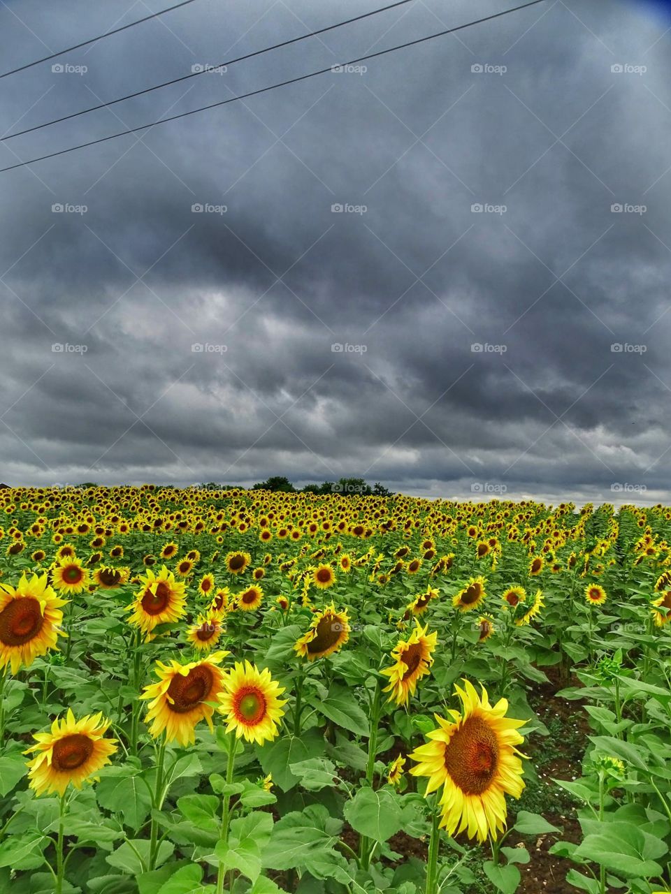 Sunflowers in the Storm 