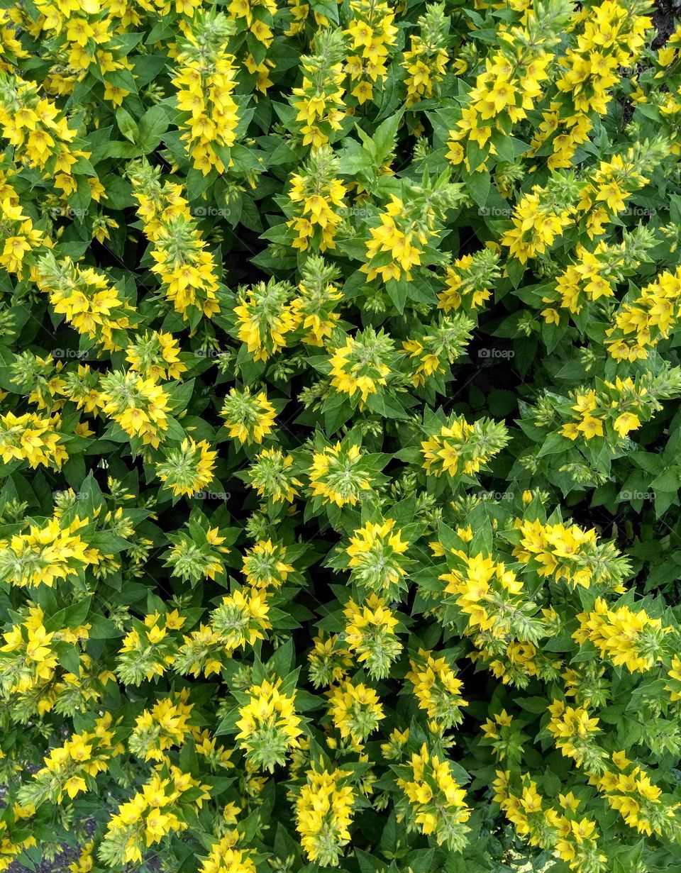 yellow flowers beautiful texture background