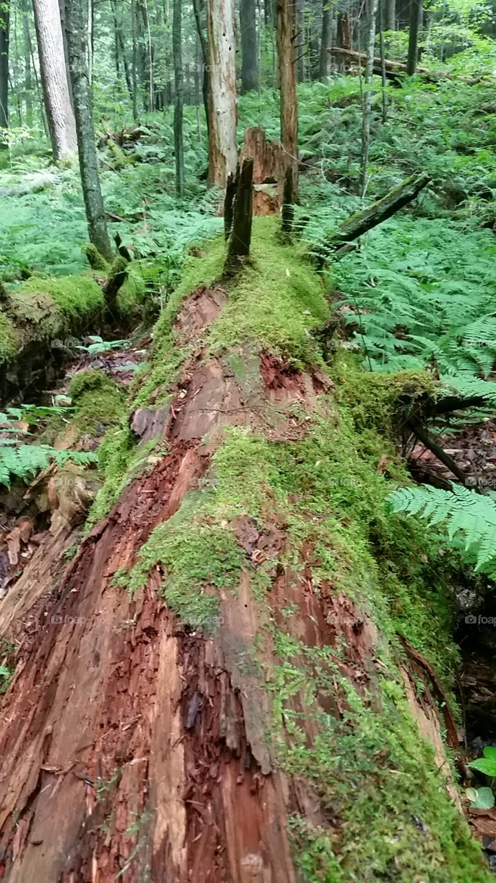 get a log