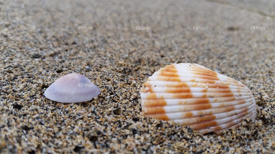 Close-up of the shells on the shore