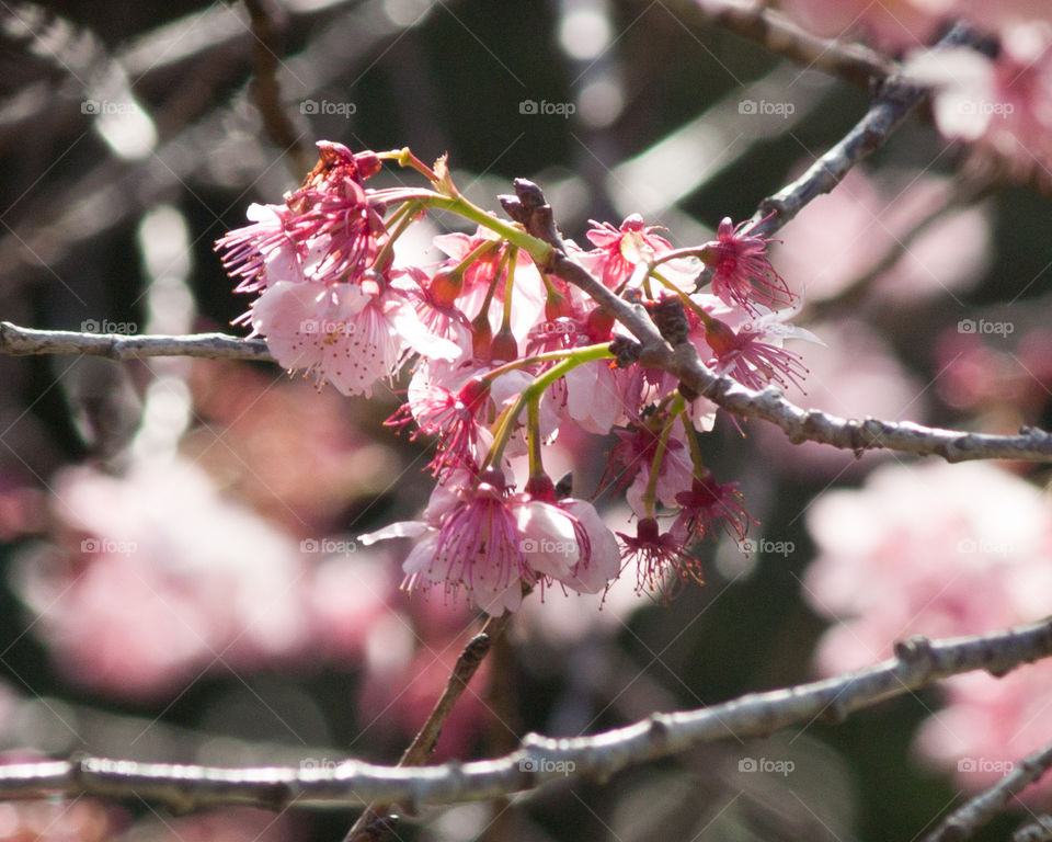 cherry blossom