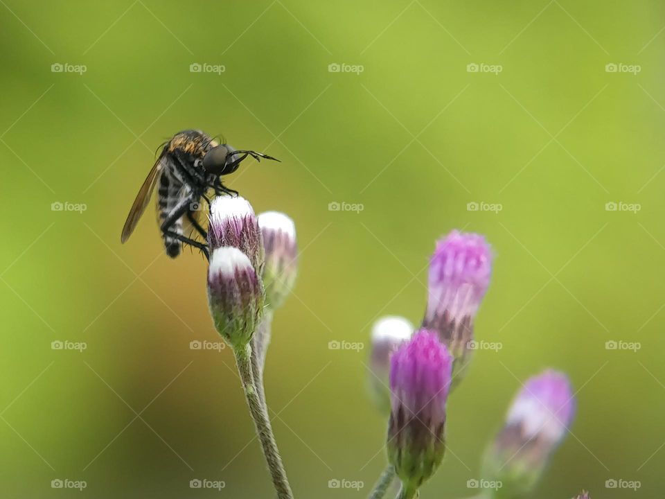 Insects on flowers