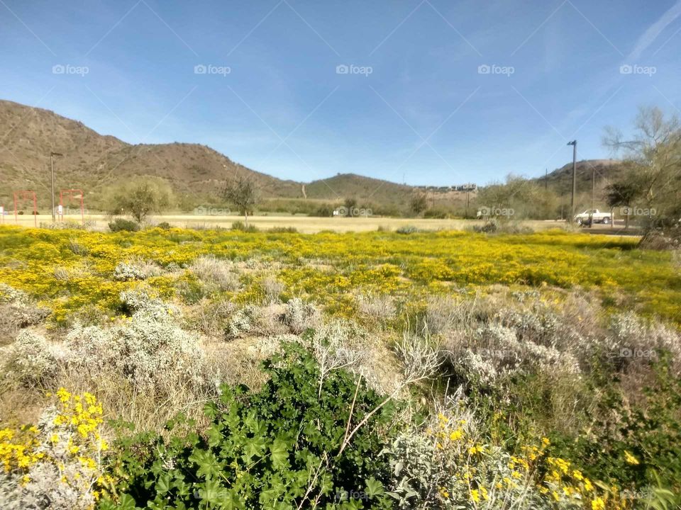 Desert in bloom