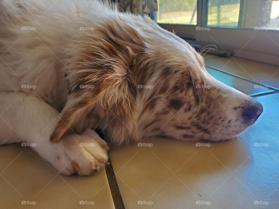 Sweet Aussie Puppy, Red Merle Blue Heeler, Peaceful Pup Taking a Siesta